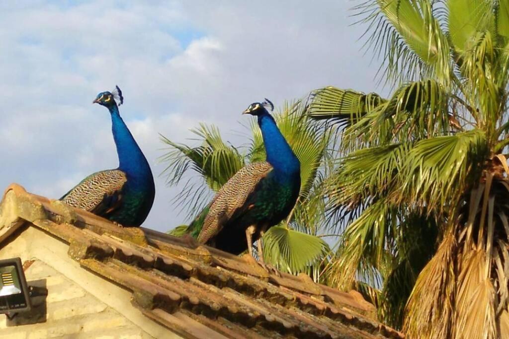 Cortijo San Jose Βίλα Σεβίλλη Εξωτερικό φωτογραφία